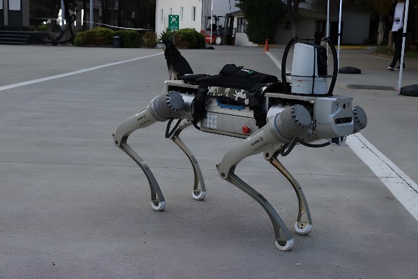 Milli Robot Köpek Proteo