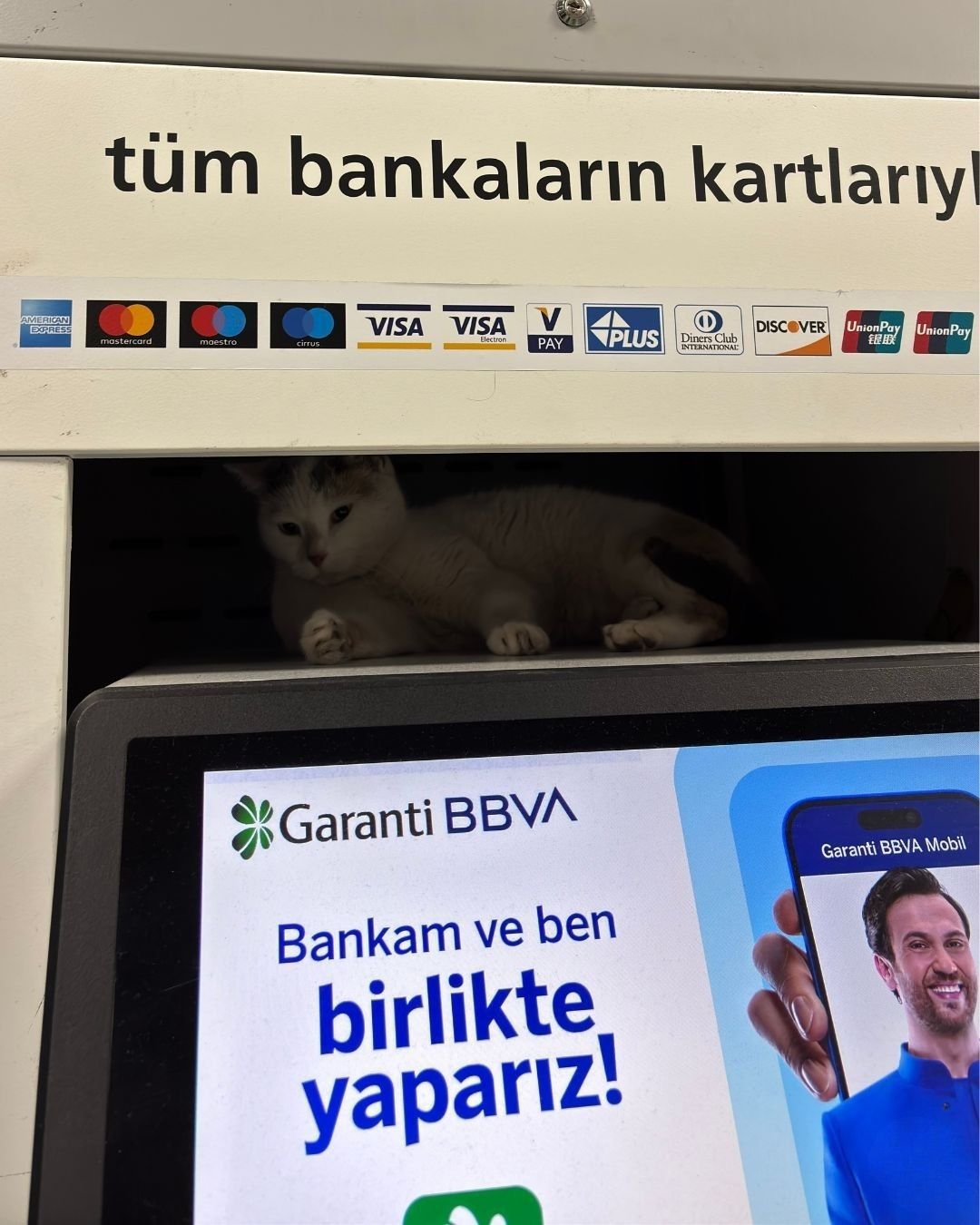 iş bankası kedi evi sorumluluk dersi