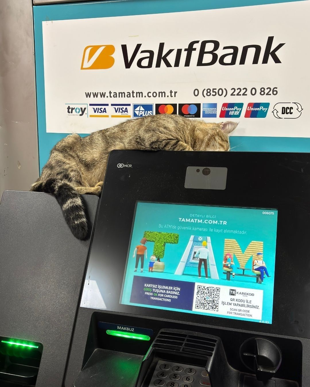 iş bankasından atm sorumlusu kedisi