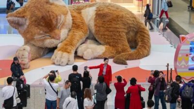 kedi