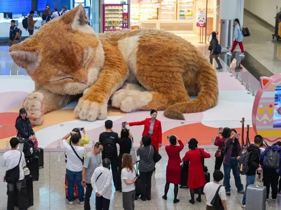 kedi