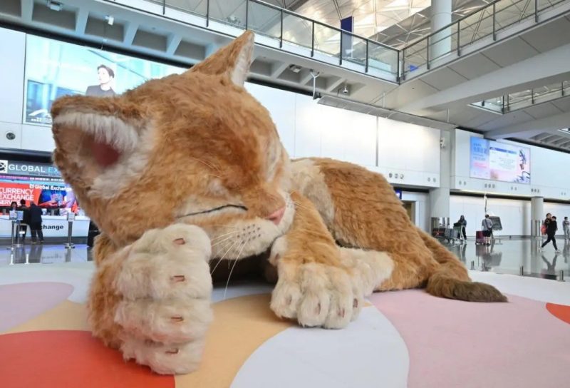 kedi